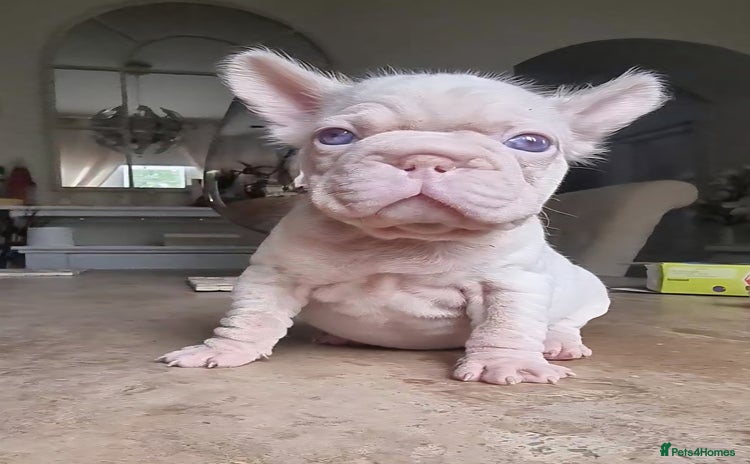 French Bulldog dogs - Advert 2