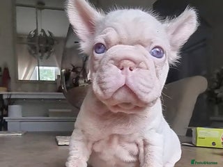 French Bulldog dogs - Advert 13