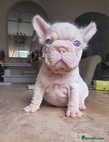 French Bulldog dogs - Advert 1