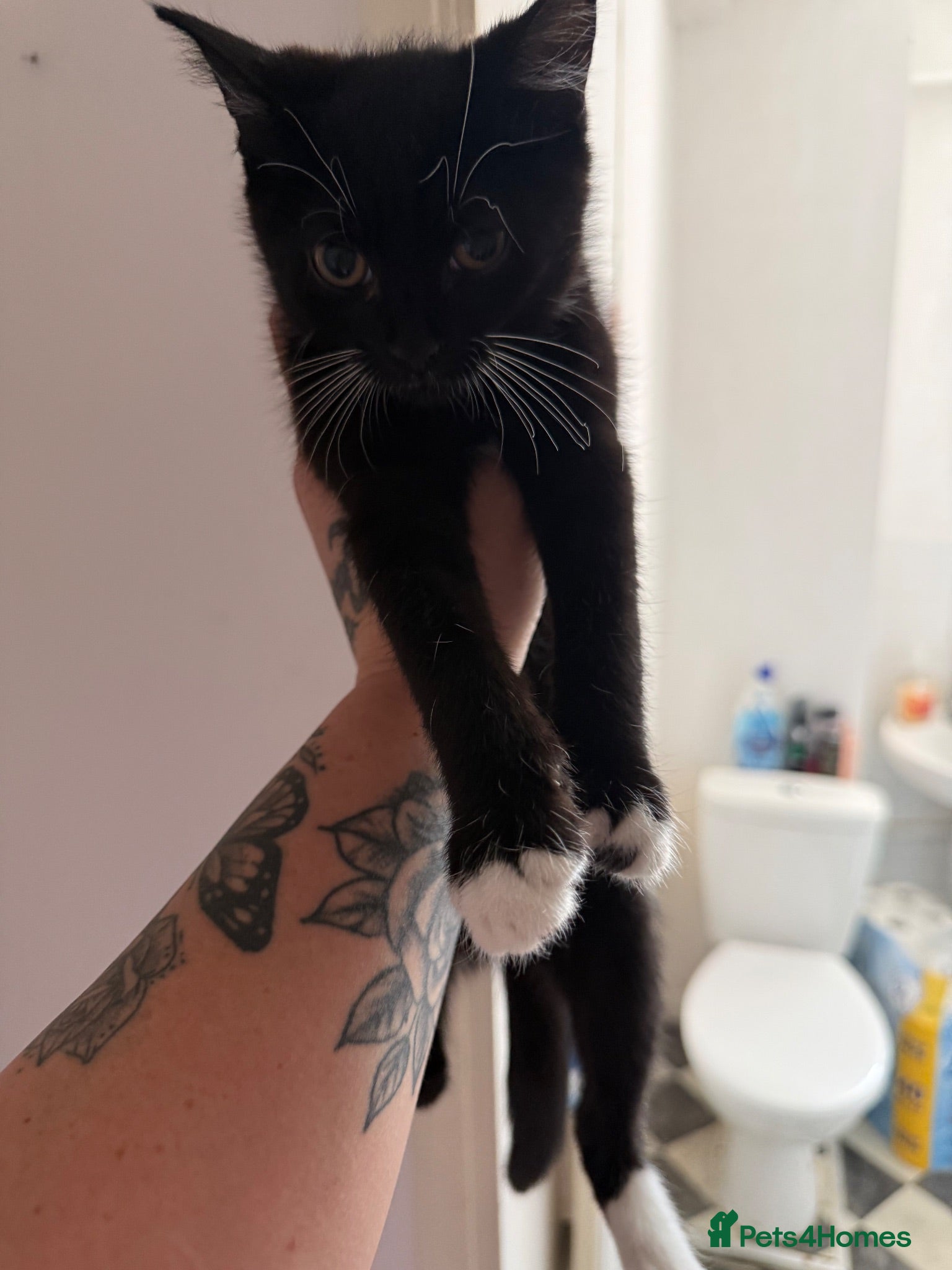 American Shorthair cats 11 weeks old female kitten URGENT  - Advert 8