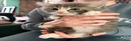 Ragdoll cats for sale: 🐱💕 BEAUTIFUL RAGDOLL CROSS KITTENS FOR SALE 💕🐱 - Advert 5
