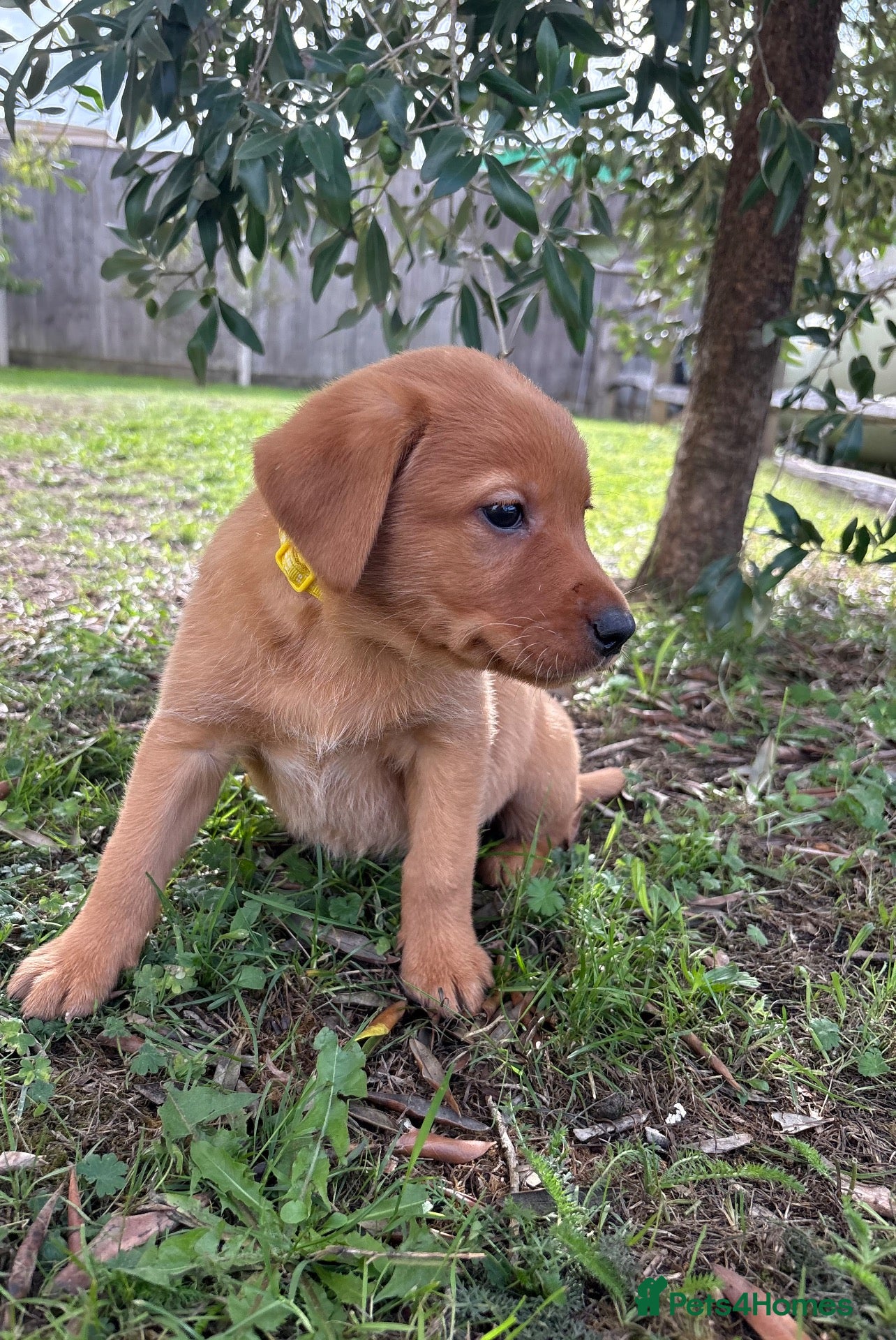 Labrador Retriever dogs KC Registered Fox Red Labrador Puppies  - Advert 1