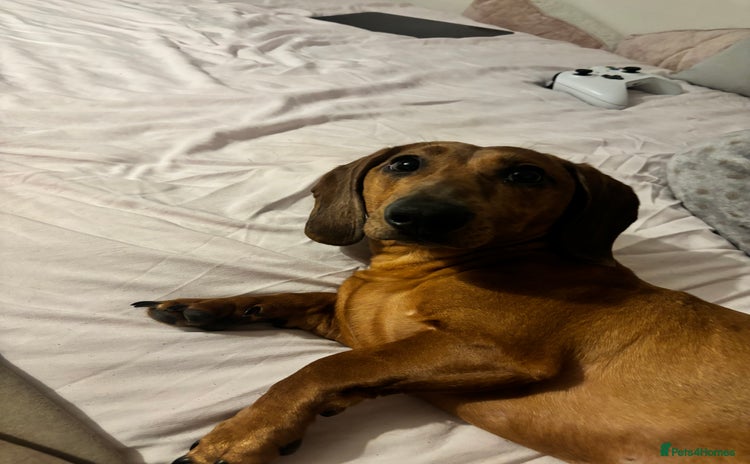 Dachshund dogs - Advert 12