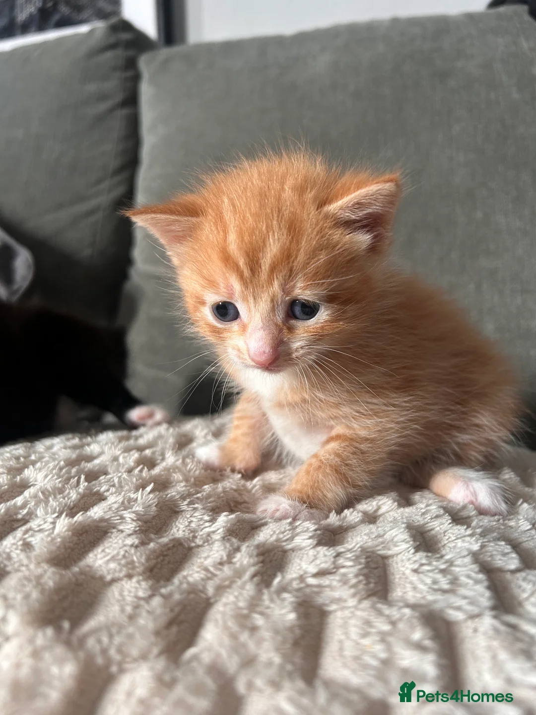 Mixed Breed cats for sale: 2 kittens for sale  - Advert 3