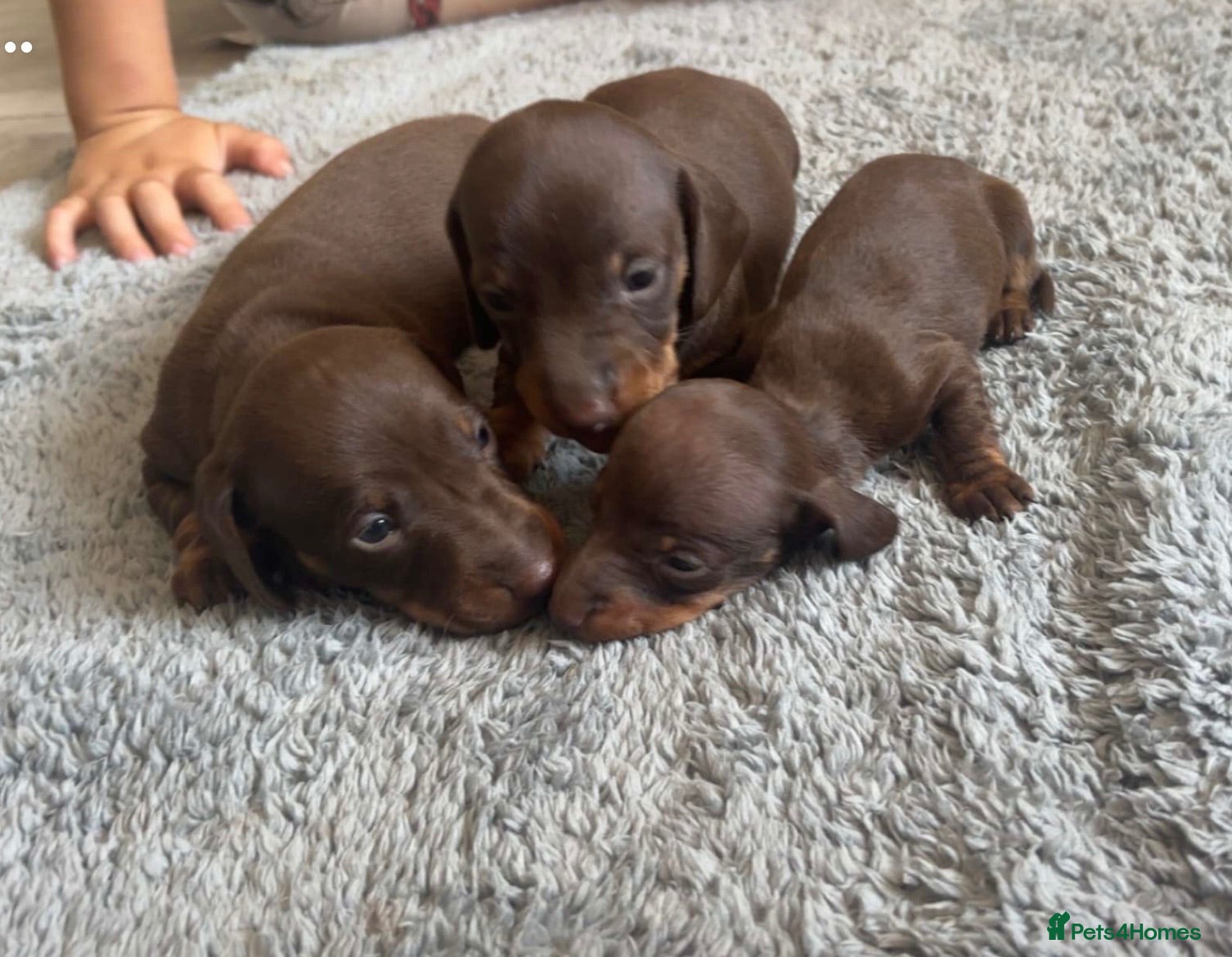 Miniature Dachshund dogs Miniature dachshund  - Advert 6