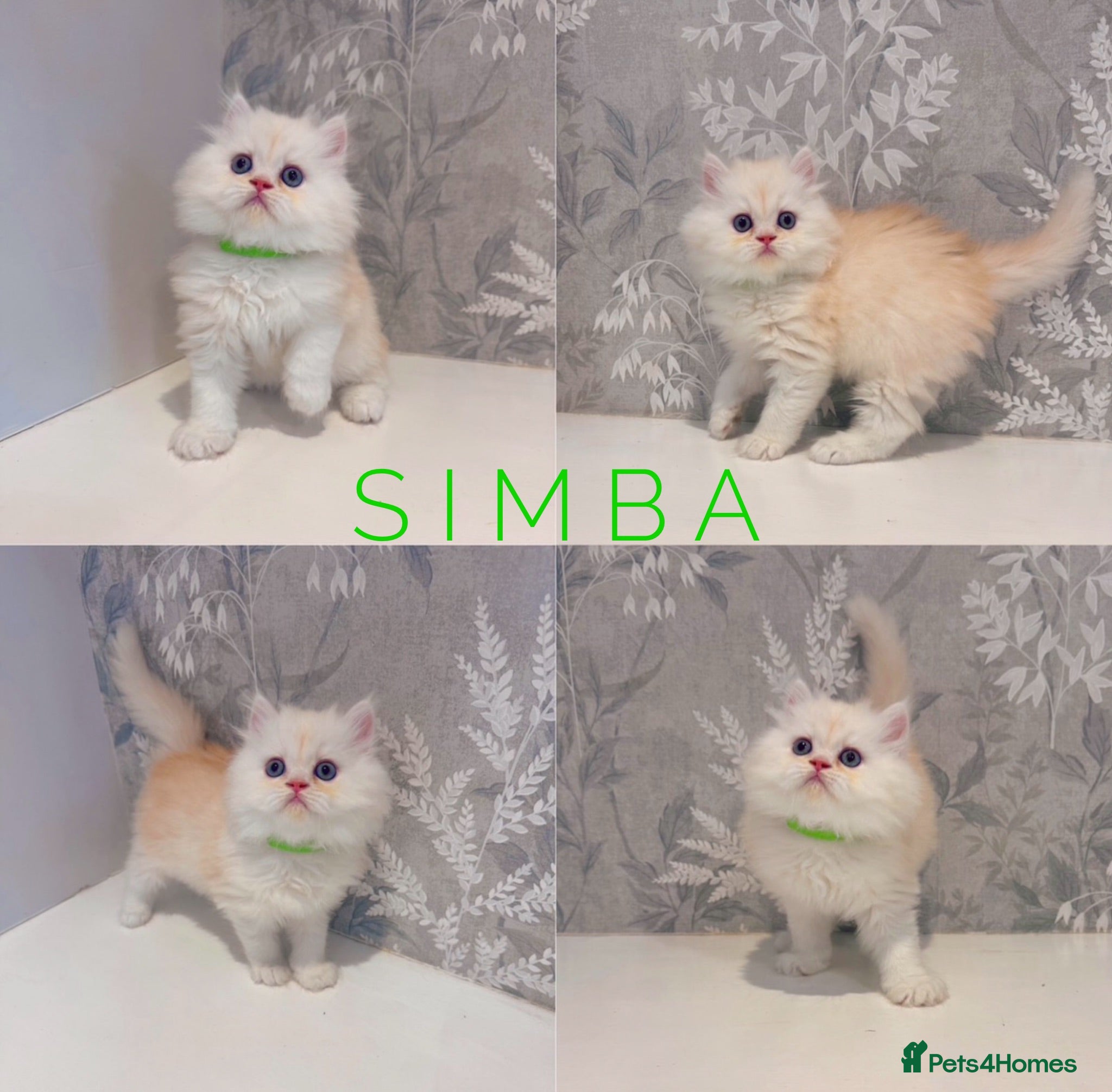 Persian cats 🐾 Stunning Pure Persian Kittens – Simba & Kovu 🐾 - Advert 2