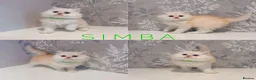 Persian cats for sale: 🐾 Stunning Pure Persian Kittens – Simba & Kovu 🐾 - Advert 2