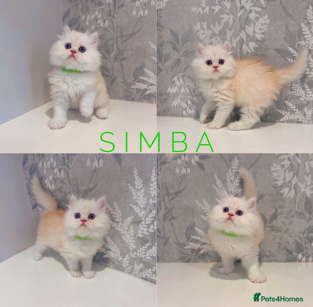 Persian cats for sale: 🐾 Stunning Pure Persian Kittens – Simba & Kovu 🐾 - Advert 2