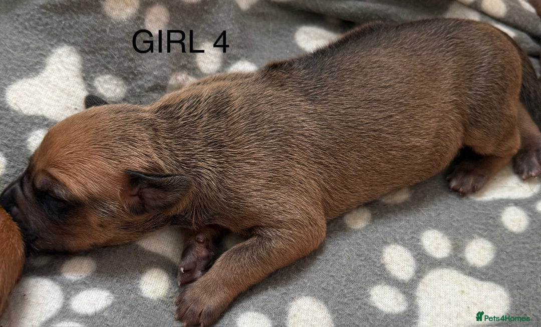 Rhodesian Ridgeback dogs for sale: Rhodesian Ridgeback puppies  - Image 8