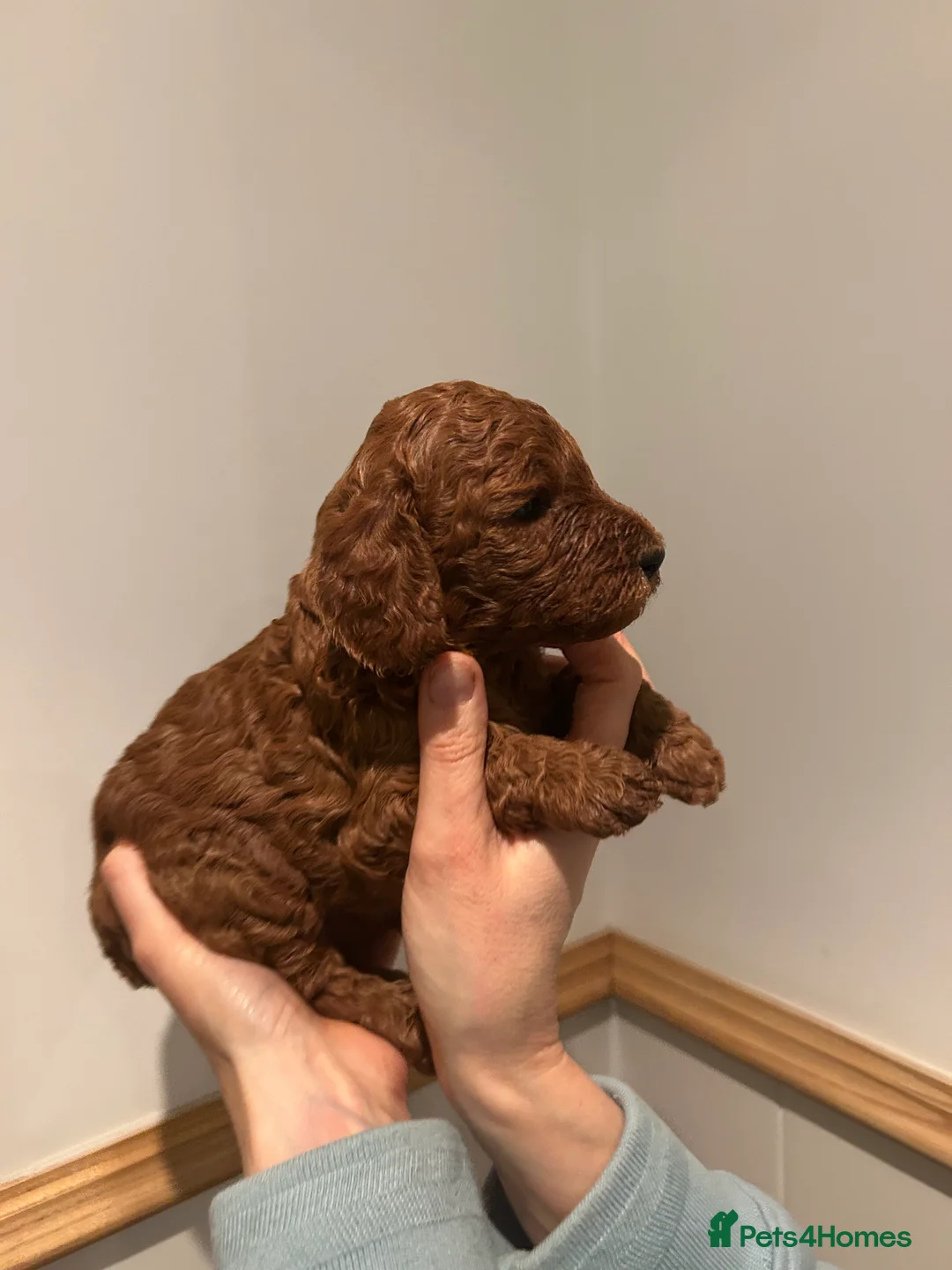 Miniature Poodle dogs for sale: Beautiful KC Female Miniature Poodles Pups - Advert 28