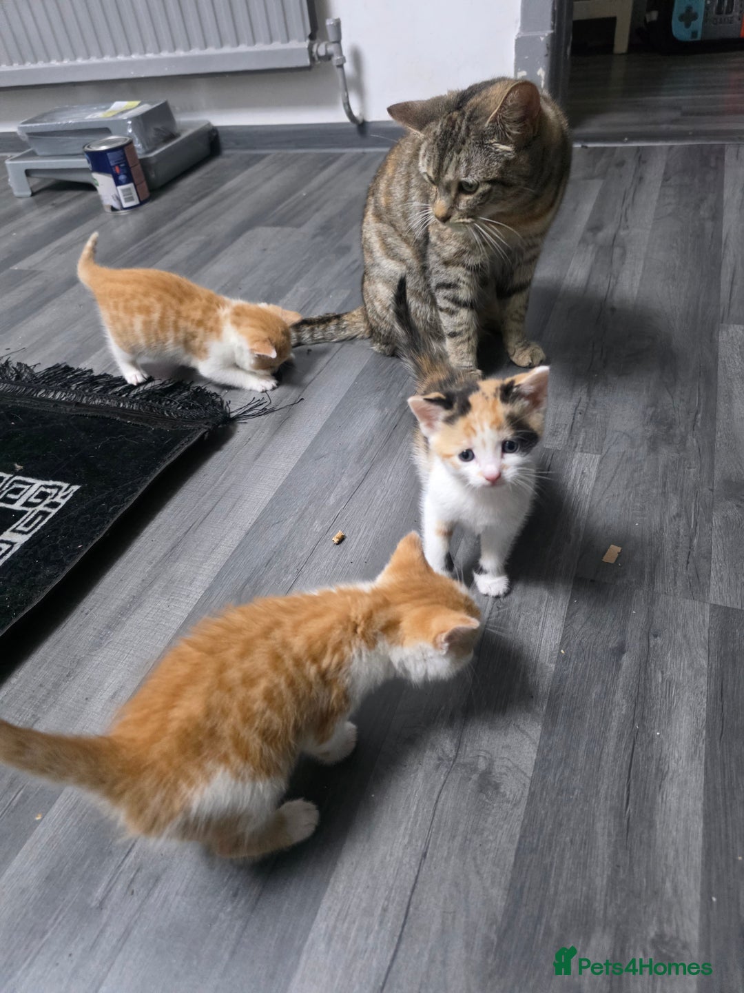 Mixed Breed cats for sale: Beautifull Kittens ready to go  - Advert 4
