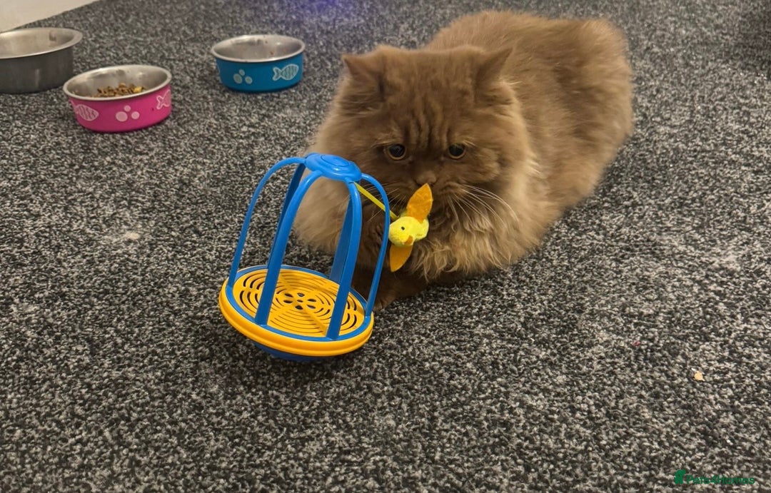 British Longhair cats for sale: GCCF Registered chocolate British longhair kitteN  - Advert 3