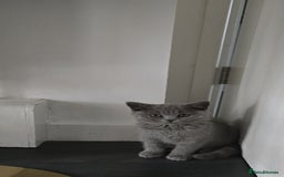 British Shorthair cats for sale: British blue short hair kitten  - Image 1