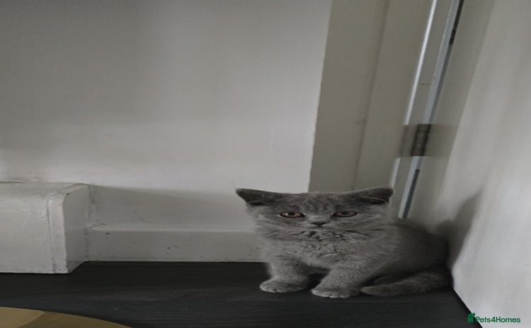 British Shorthair cats - Advert 13