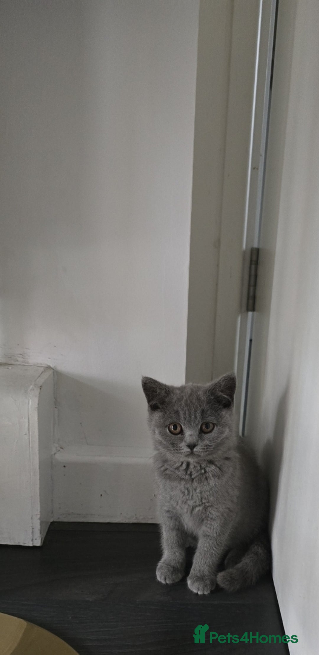 British Shorthair cats for sale: British blue short hair kitten  - Image 1