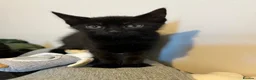 Mixed Breed cats for sale: 2 x kittens for sale  in Peterlee - Advert 2