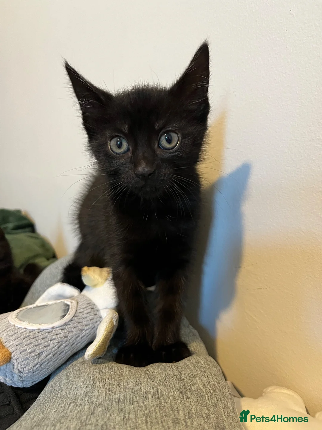 Mixed Breed cats for sale: 2 x kittens for sale  in Peterlee - Advert 2
