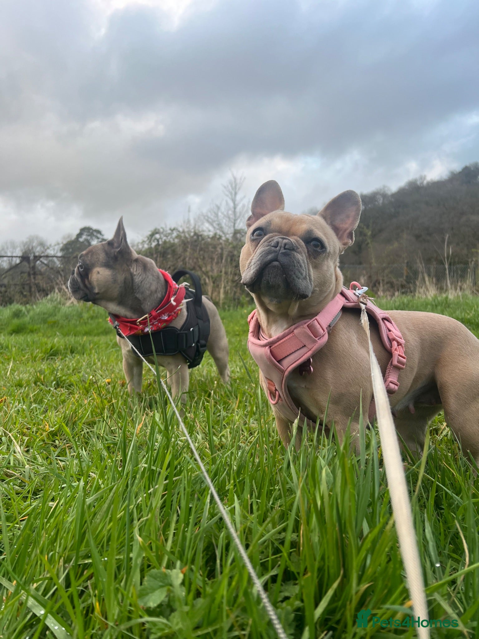 French Bulldog dogs Gorgeous french bulldog female puppy 4 weeks old. - Advert 1