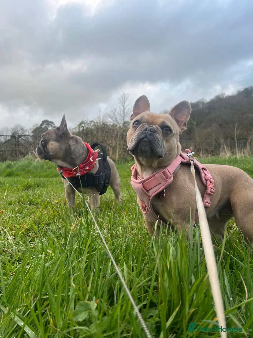 French Bulldog dogs for sale: Gorgeous french bulldog female puppy 4 weeks old. - Advert 1