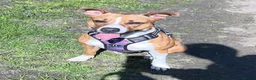 Mixed Breed dogs for sale: Sandy 🐾 - Advert 2