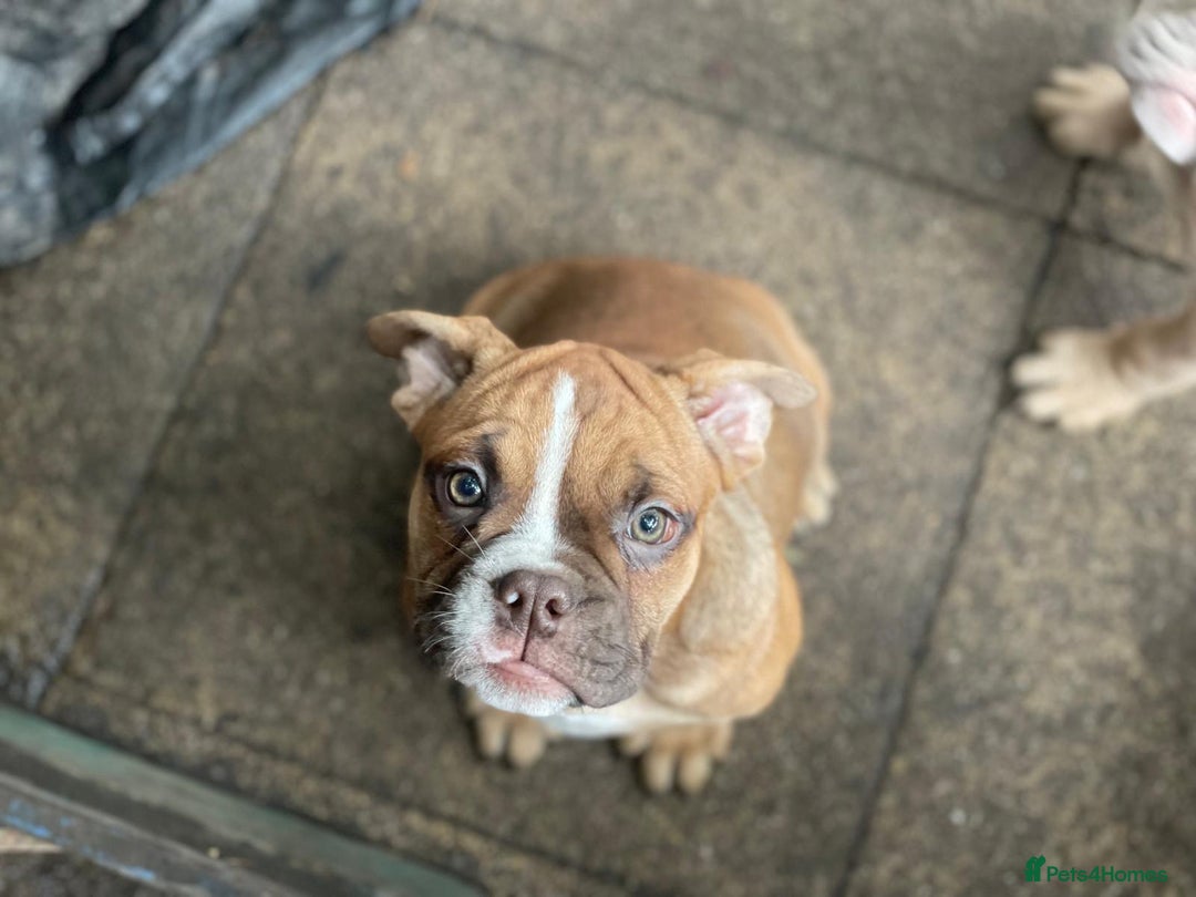 Dorset Olde Tyme Bulldogge dogs for sale: Pups for sale - Image 7