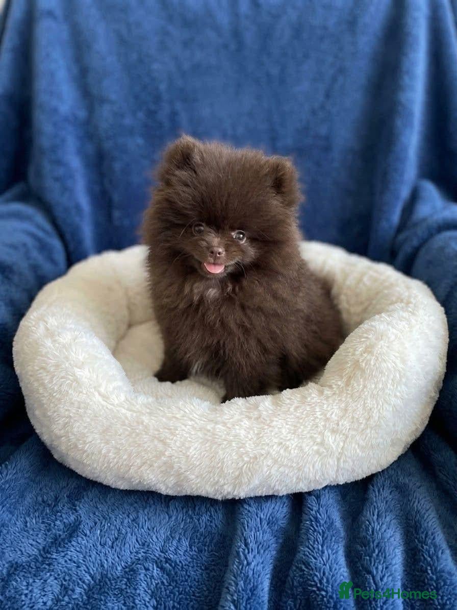 Pomeranian dogs Absolutely stunning Pomeranian pup - Advert 9