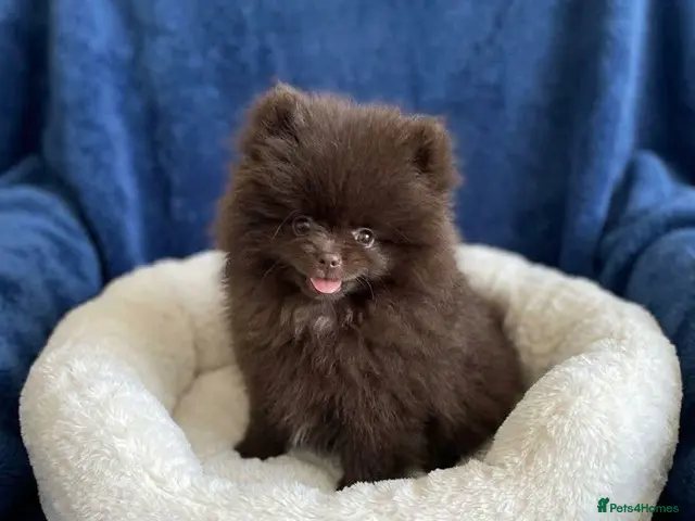 Pomeranian dogs for sale: Absolutely stunning Pomeranian pup - Advert 1