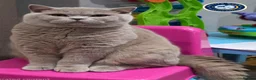 British Shorthair cats for stud: Exclusive Russian Bloodlines British SH Lilac Stud - Advert 4