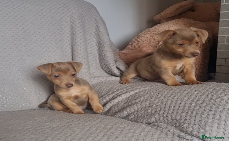 Jack Russell dogs - Advert 11