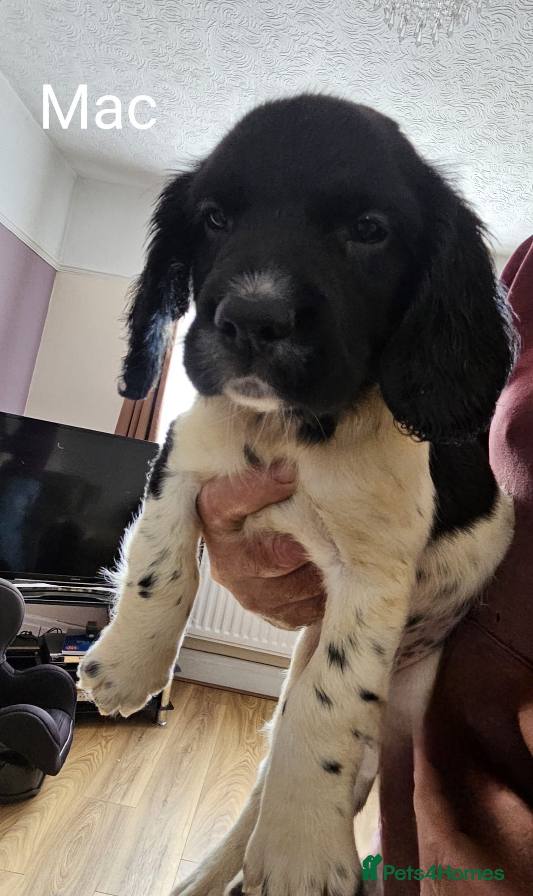 English Springer Spaniel dogs for sale: English KC Reg Springer Spaniels For Sale - Image 13