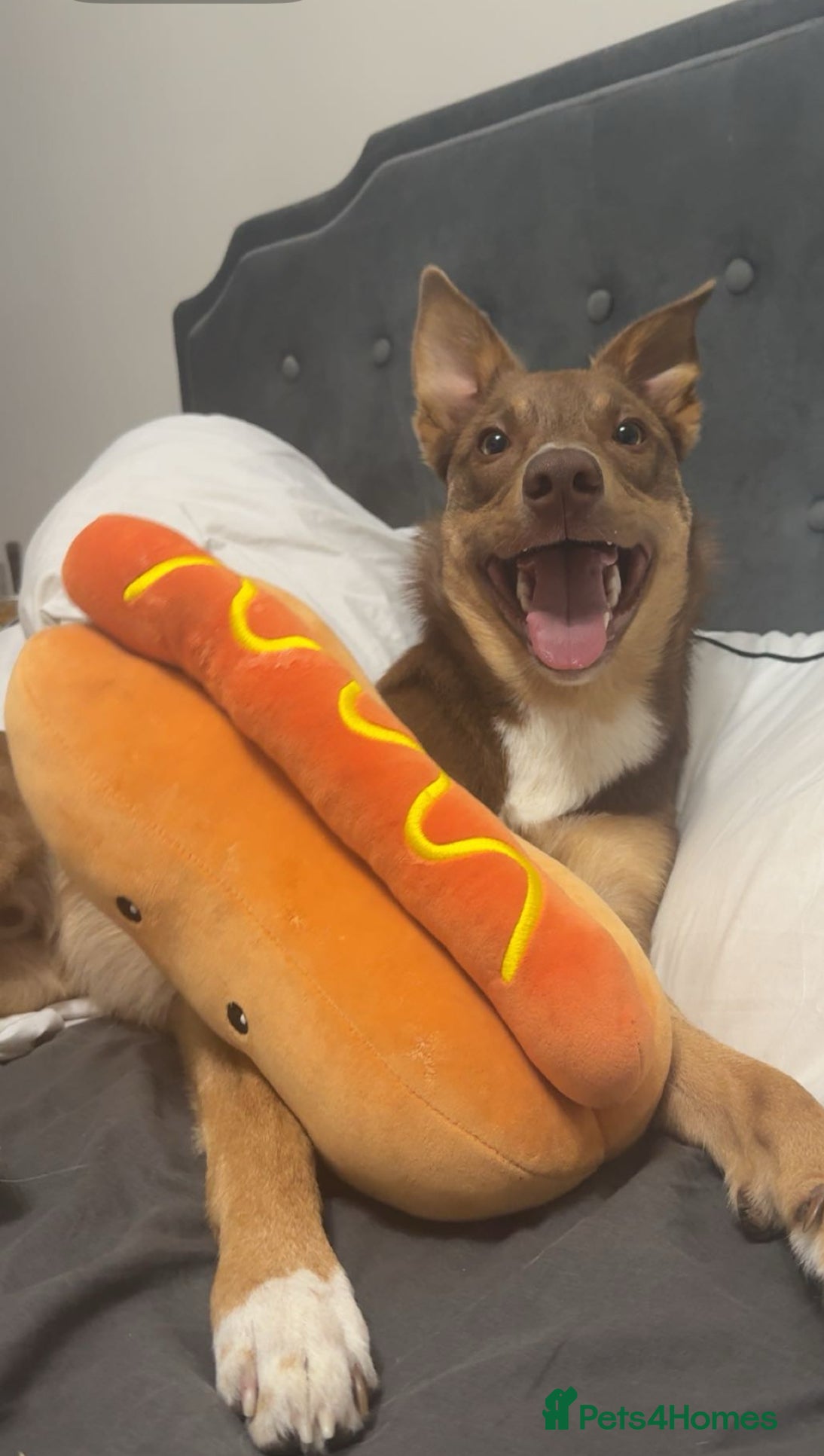 Mixed Breed dogs Border collie x kelpie for stud  - Advert 1