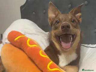 Mixed Breed dogs Border collie x kelpie for stud - Advert 1