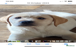 Labrador Retriever dogs for stud: Chunky Yellow Dual Sire - Image 3