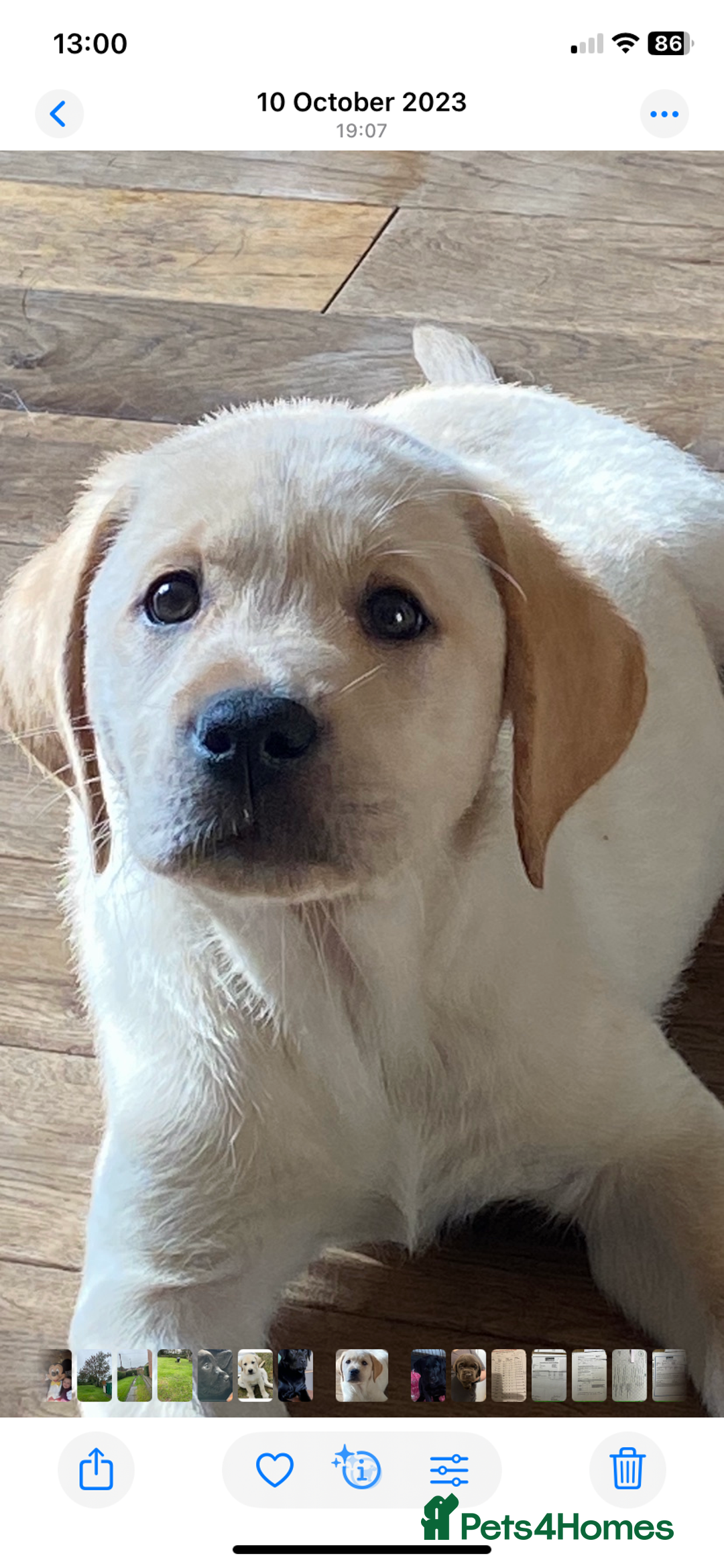 Labrador Retriever dogs for stud: Chunky Yellow Dual Sire - Image 3