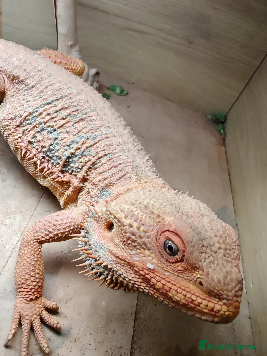 Bearded Dragon reptiles for sale: Bearded dragon  in Newport - Advert 2