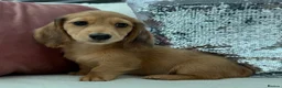 Miniature Dachshund dogs for sale: Minature dachshund ready now - Advert 6