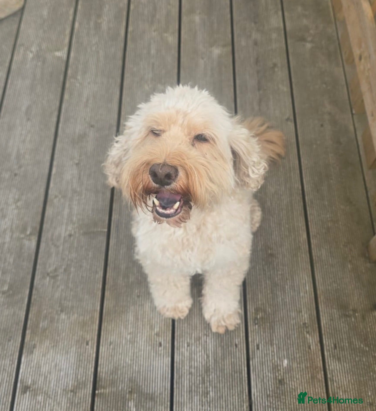 Cockapoo dogs 8 year old cockapoo for rehoming  - Advert 9