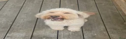 Cockapoo dogs for sale: 8 year old cockapoo for rehoming  in Belfast - Advert 1
