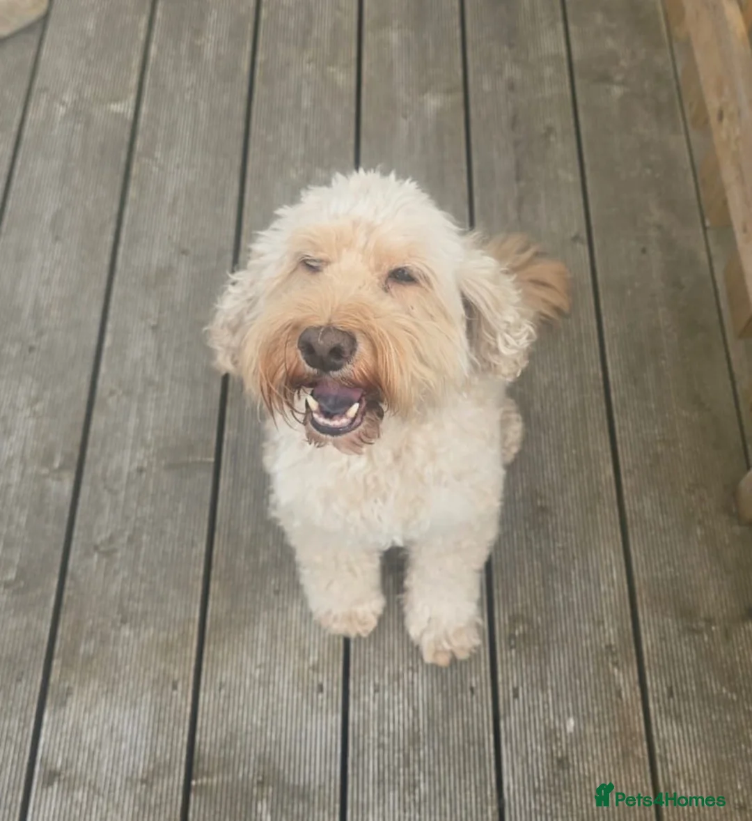 Cockapoo dogs for sale: 8 year old cockapoo for rehoming  in Belfast - Advert 1