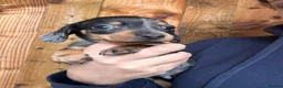 Miniature Dachshund dogs for sale: Miniature dachshund puppies - Advert 2