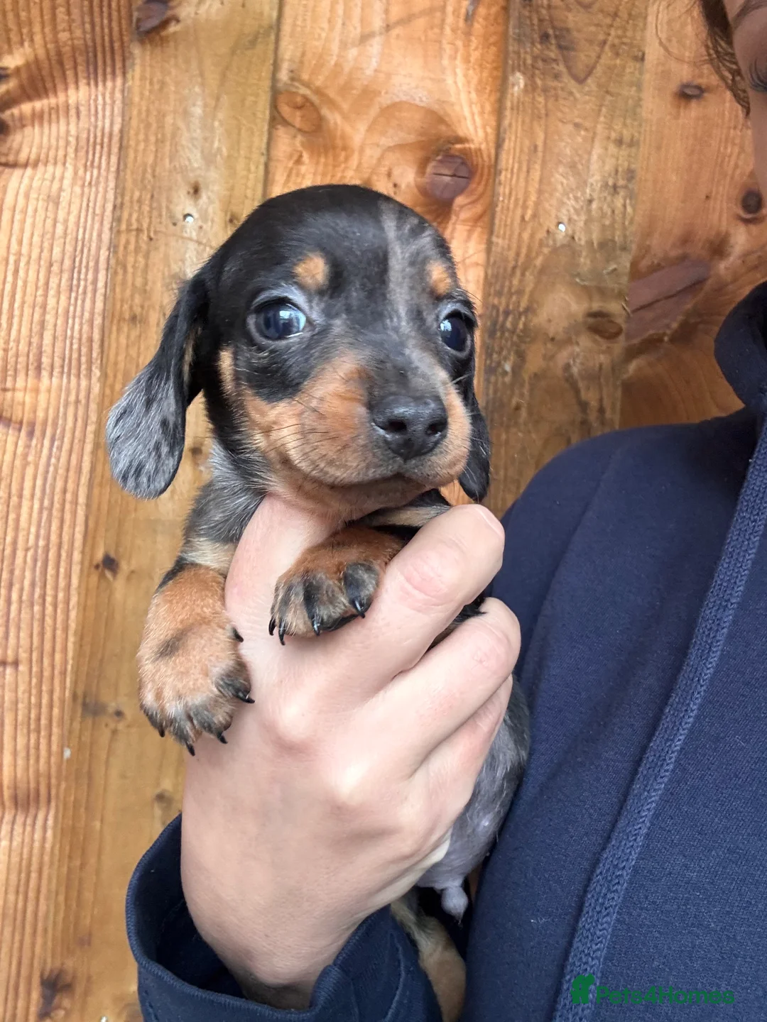 Miniature Dachshund dogs for sale: Miniature dachshund puppies - Advert 2