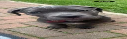 Cane Corso dogs for sale: Cane corso  in Sunderland - Advert 4