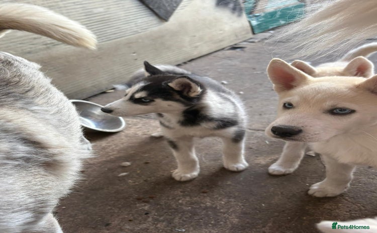 Siberian Husky dogs - Advert 1