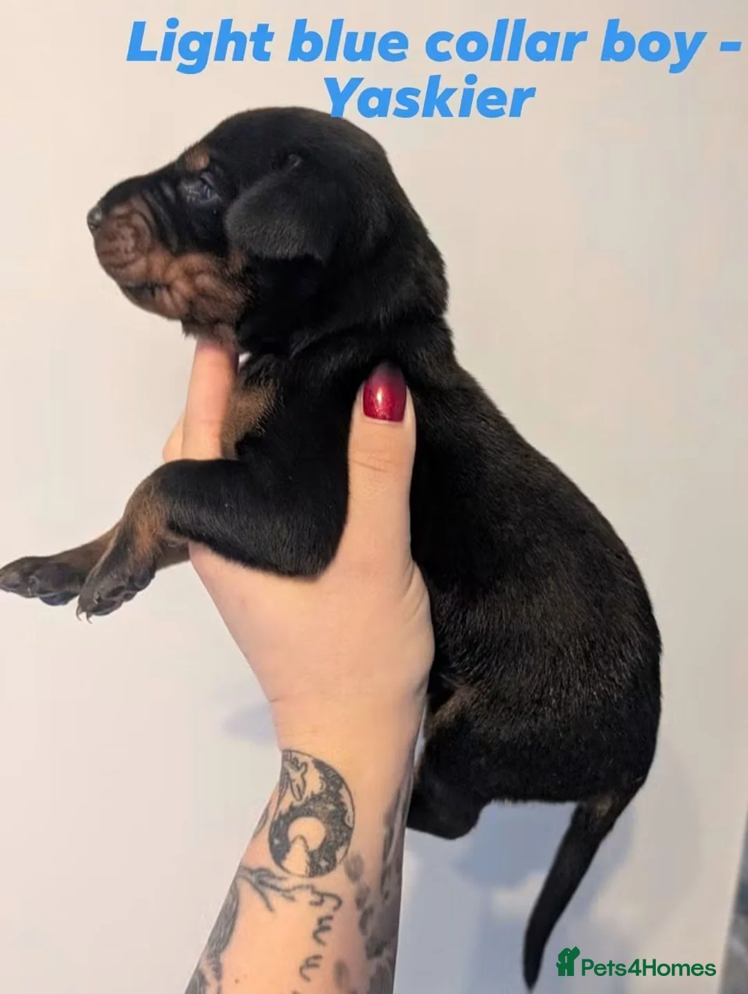 Dobermann dogs for sale: European doberman puppies  in Birkenhead - Advert 2