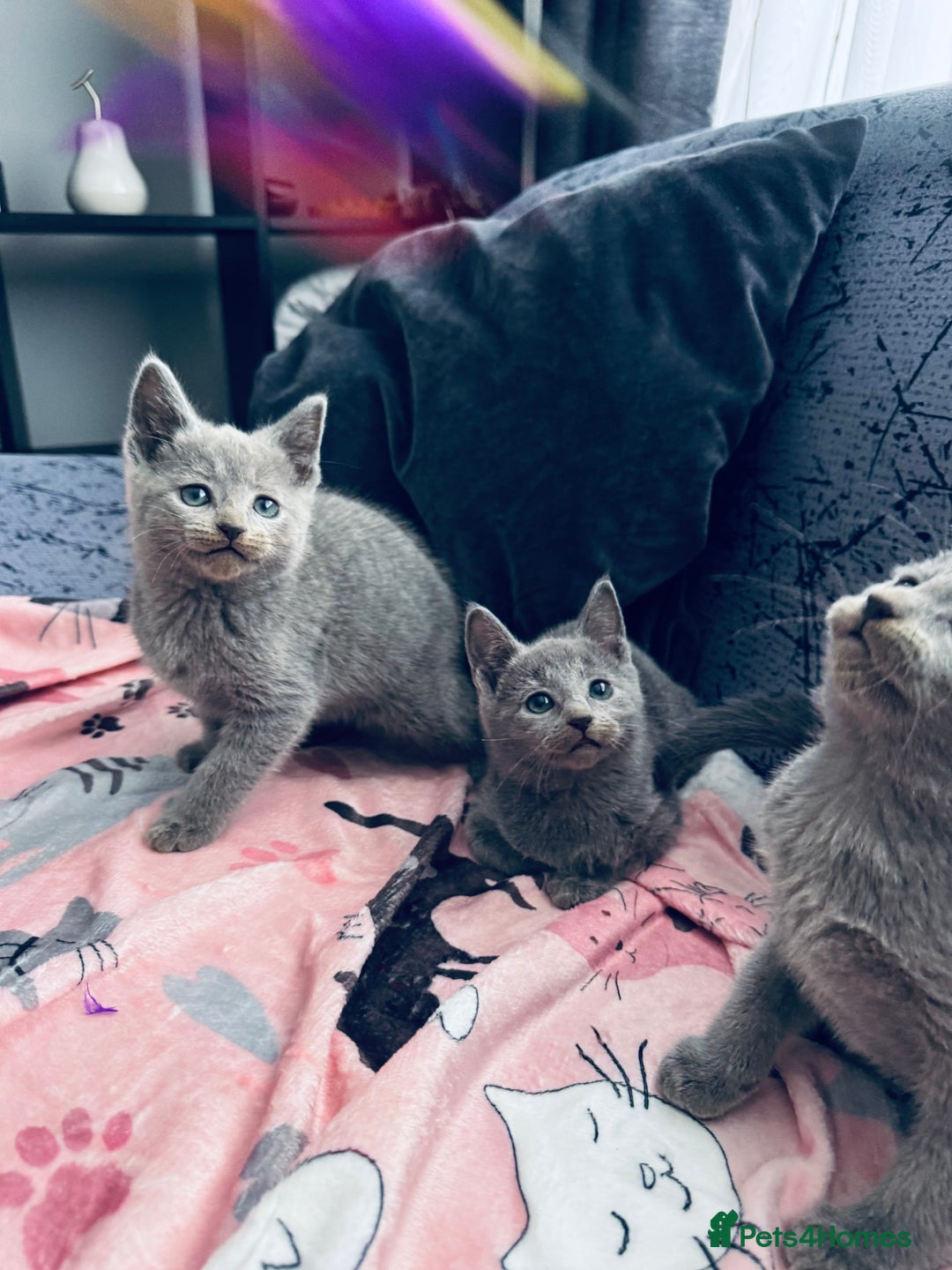 Russian Blue cats for sale: Adorable Russian Blue kittens  - Advert 6
