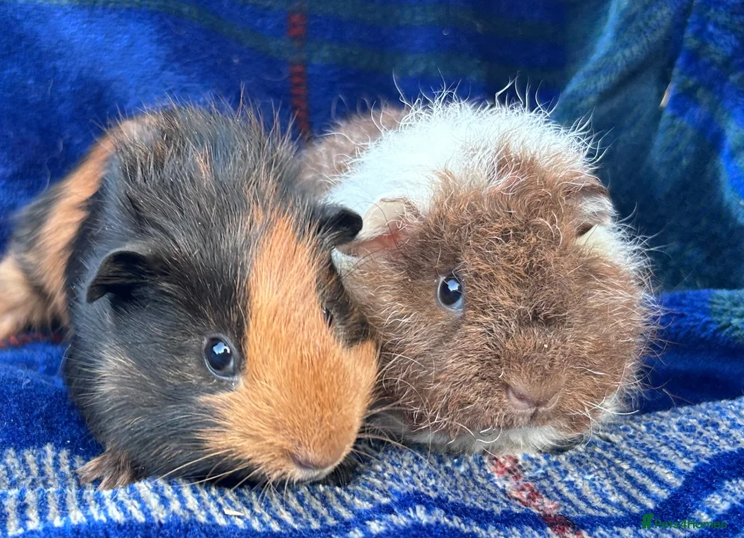 Guinea Pig rodents for sale: 2 boy guinea pigs for sale  in Ashbourne - Advert 1
