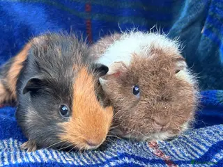 Guinea Pig rodents 2 boy guinea pigs for sale - Advert 1