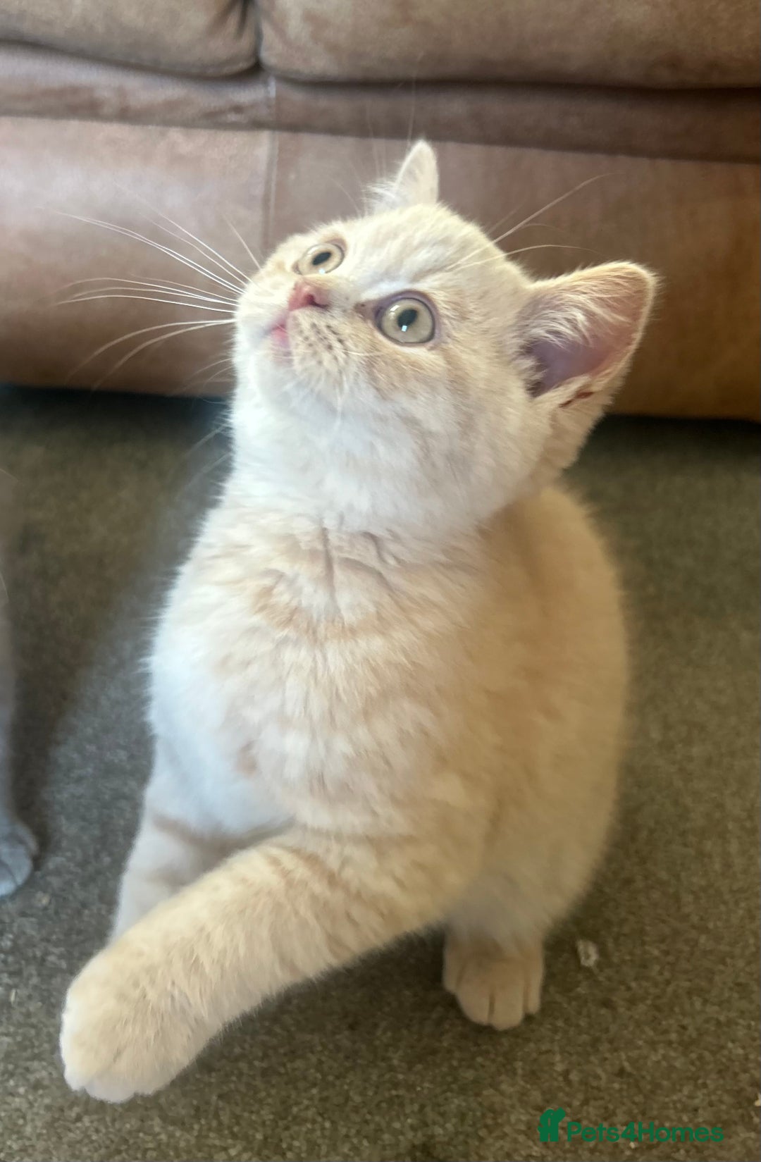 British Shorthair cats for sale: TICA Reg Cream BSH Boy - Advert 4