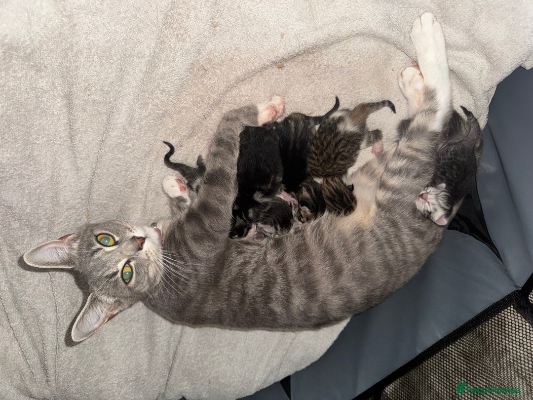 Mixed Breed cats for sale: Russian blue cross bengal tabby kittens - Image 2