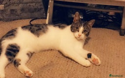 Mixed Breed cats for sale: THREE BLACK KITTENS AVAILABLE  - Image 4
